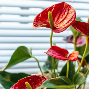 Anthurium M-12 Mix