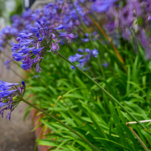 Agapanthus M-19