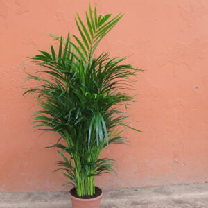 Areca M-17