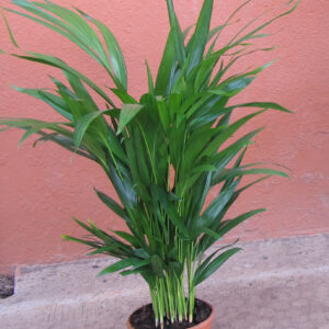Areca M-14