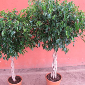 Ficus Benjamina Trenzado M-20