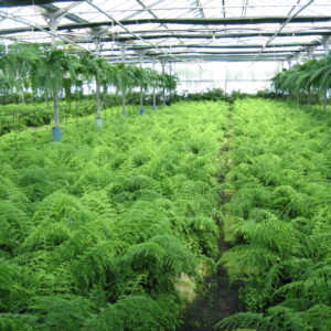 Asplenium Bulbiferum M-14