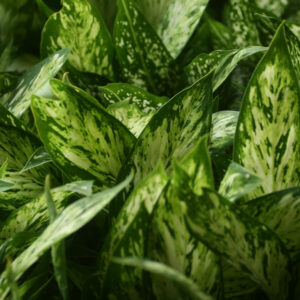 Dieff. Compacta M-17