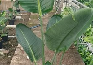 Strelitzia Augusta M-22