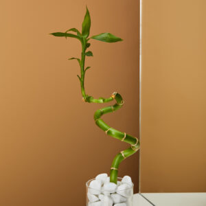 Dracaena Lucky Bamboo Espiral