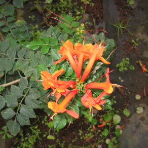 Bignonia Venusta C-21