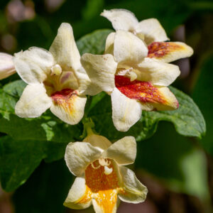 Bignonia Jasminoides C-21