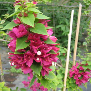 Bouganvillea Mini Thai M-22
