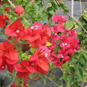 Bouganvillea Alexandra Copa C-5L