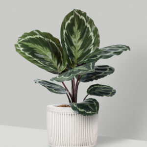 Calathea M-14
