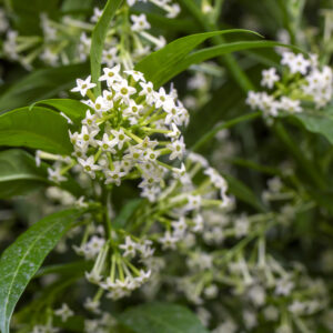 Cestrum Nocturnum M-22 (Galán de noche)