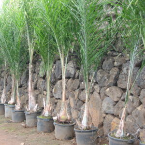 Coco Plumoso (Syagrus Romanzoffianum) M-22