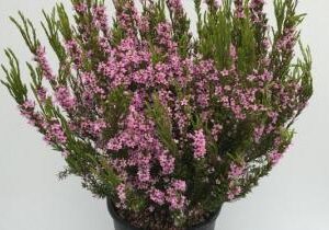 Coleonema Pulchrum C-5L