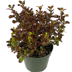 Coprosma Mixta C-5L