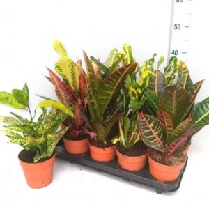 Croton Mix M-12