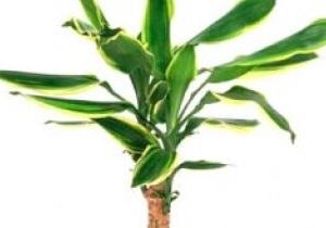 Drac. Yellow Coast M-11