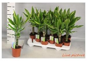 Drac. Golden Coast M-11