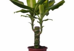 Drac. Massageana M-12