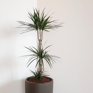 Drac. Marginata M-17 (45-15 cm.)