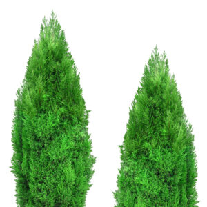 Thuya Orientalis Pyramidalis M-22