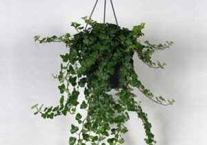 Hedera M-19 Colgante