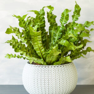 Asplenium Osaka M-12