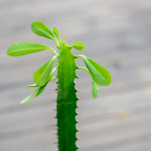 Euphorbia M-19 1 Brazo