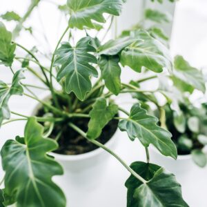 Philodendrom Xanadu M-19