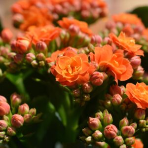 Kalanchoe M-12