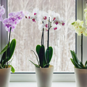 Phalaenopsis M-12 (2 Varas)