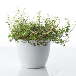 Ficus White Sunny M-8