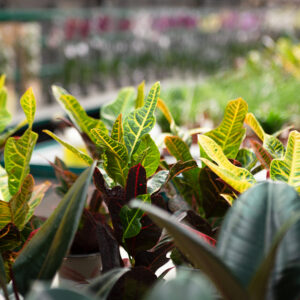 Croton Excellent M-12