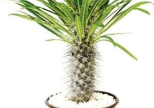 Pachypodium M-20