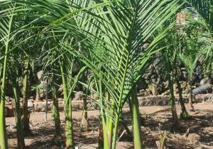 Palmera Real Cubana (Roystonea Regia) M-22