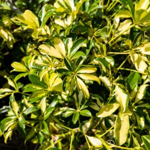 Schefflera Arboricola Gold Capella M-20
