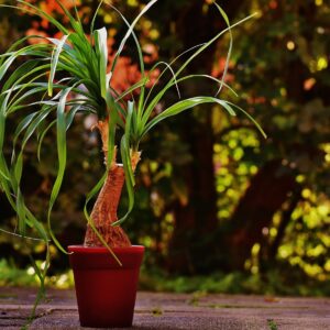 Beaucarnea M-20 (3 Plantas)