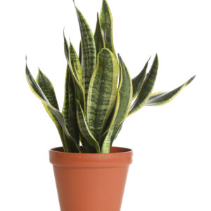 Sansevieria M-12