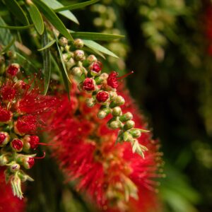 Callistemon Leavis M-22