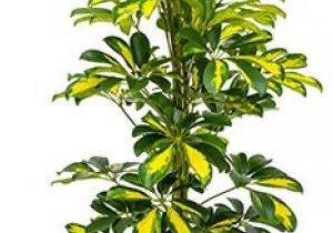 Schefflera Golden Capella M-17