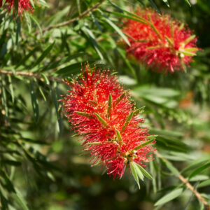 Callistemon Masotti M-22