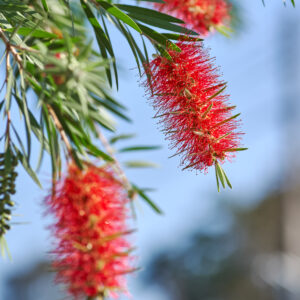 Callistemon Leavis Copa C-15L