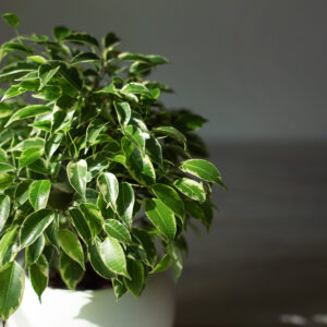 Ficus Kinky M-12